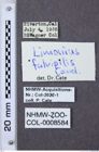 Etiketten zu Gambrinus fulvipilis (NHMW-ZOO-COL-0008584)